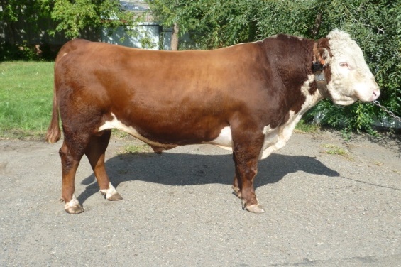 ФАКТОР 6021 КСВ-153